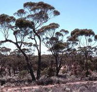Clements Gap Conservation Park - Tourism Caloundra