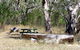 Penola Conservation Park - thumb 0