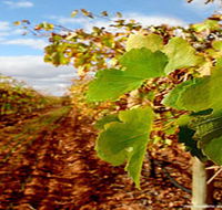 Mirabella Vineyards - Tourism Caloundra