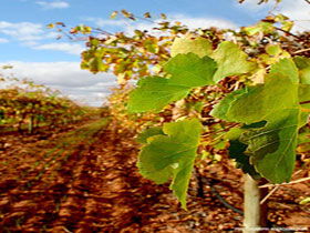 Mirabella Vineyards - Tourism Caloundra 0