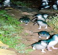 Penneshaw Penguin Centre - Tourism Caloundra