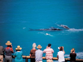 Whale Watching At Head Of Bight - Tourism Caloundra 0