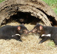 Wing's Wildlife Park - Tourism Caloundra