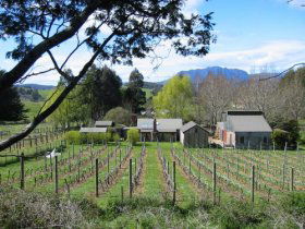Wilmot Hills Vineyard - Tourism Caloundra 0