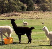 Maydena Country Cabins Accommodation  Alpaca Stud - Tourism Caloundra