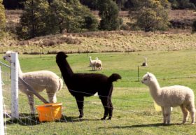 Maydena Country Cabins Accommodation & Alpaca Stud - Tourism Caloundra 0