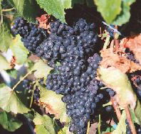 Darlington Vineyard - Tourism Caloundra