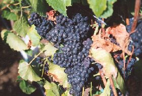 Darlington Vineyard - Tourism Caloundra 0