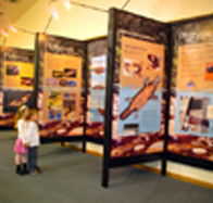 Platypus Experience - Tourism Caloundra