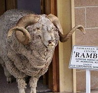 Tasmanian Wool Centre - Tourism Caloundra