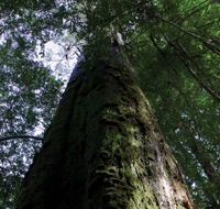 Styx Big Tree Reserve - Tourism Caloundra