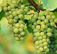 TP Vineyards - Tourism Caloundra