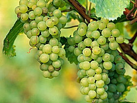 TP Vineyards - Tourism Caloundra 0