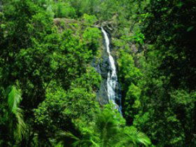 Kondalilla National Park - Tourism Caloundra 0