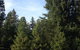 Pialligo Redwood Forest - thumb 0