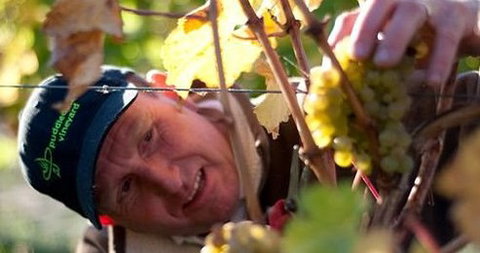 Puddleduck Vineyard - Tourism Caloundra 0