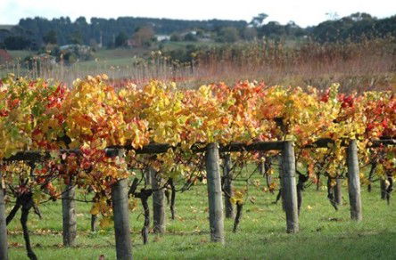 Apsley Gorge Vineyard - Tourism Caloundra 0