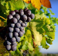 Panorama Vineyard - Tourism Caloundra