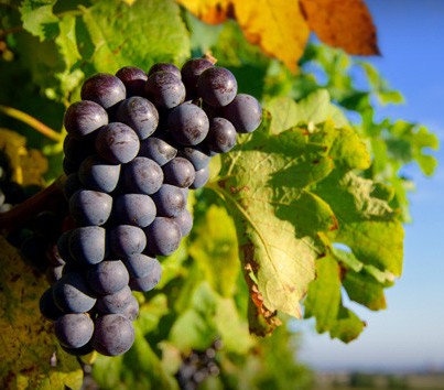 Panorama Vineyard - Tourism Caloundra 0