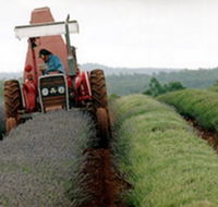 Bridestowe Lavender Farm - Tourism Caloundra
