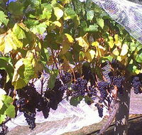 Palmara Vineyard - Tourism Caloundra