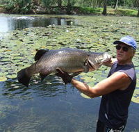 Barra Feeding - Tourism Caloundra