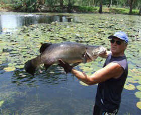 Barra Feeding - Tourism Caloundra 0