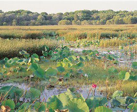Fogg Dam Conservation Reserve - Tourism Caloundra 0