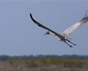 Gayngaru Wetlands Interpretive Walk - Tourism Caloundra 0