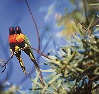 Wangi Falls Walk - Tourism Caloundra