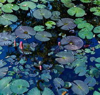 Pine Creek Water Gardens - Tourism Caloundra