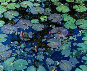 Pine Creek Water Gardens - Tourism Caloundra 0