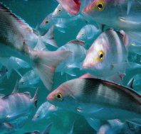 Palm Beach Reef Dive Site - Tourism Caloundra