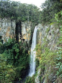 Gondwana Rainforests Of Australia - Tourism Caloundra 0