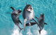 Sea World - thumb 0