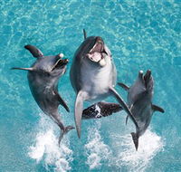 Sea World - Tourism Caloundra
