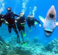 Magic Mountain Dive Site - Tourism Caloundra