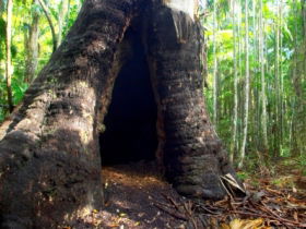 Tewantin National Park - Tourism Caloundra 0