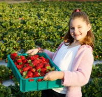 Strawberry Fields - Tourism Caloundra
