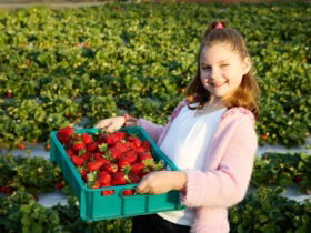 Strawberry Fields - Tourism Caloundra 0