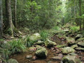 Amamoor State Forest - Tourism Caloundra 0