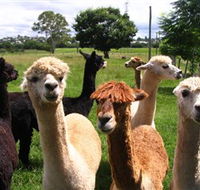 Banyandah Alpacas - Tourism Caloundra