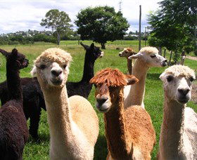 Banyandah Alpacas - Tourism Caloundra 0