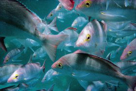 Wolf Rock Dive Site - Tourism Caloundra 0