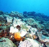 Mudjimba Old Woman Island Dive Site - Tourism Caloundra