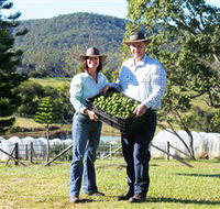 Hinterland Feijoas - Tourism Caloundra