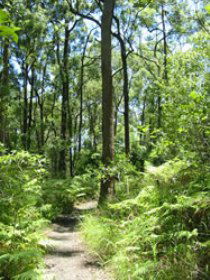 Mapleton Falls National Park - Tourism Caloundra 0