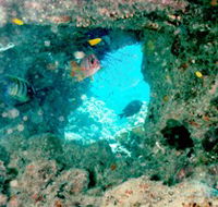 Michaelmas Cay Dive Site - Tourism Caloundra