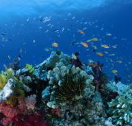 Southern Small Detached Reef Dive Site - Tourism Caloundra