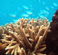 Normanby Reef - Tourism Caloundra